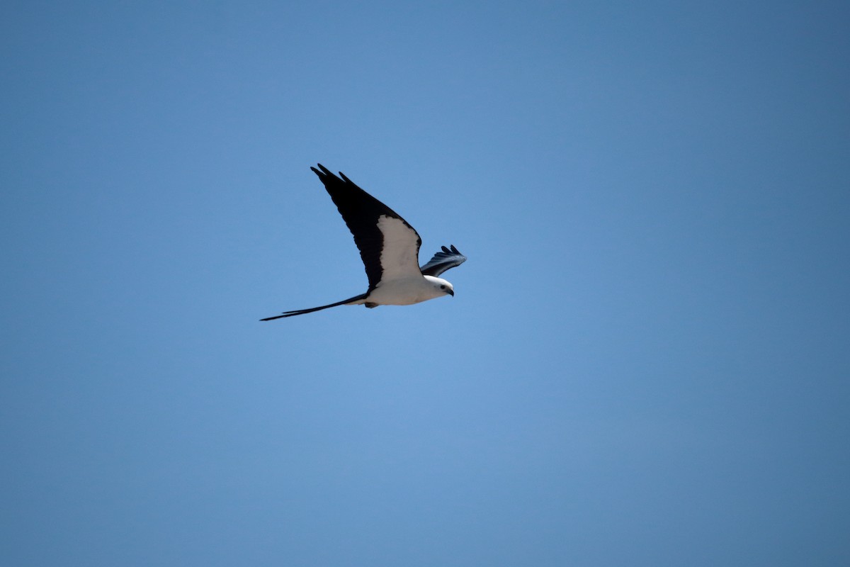 Swallow-tailed Kite - ML619637197