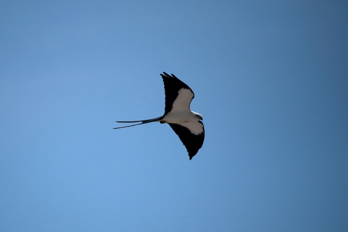Swallow-tailed Kite - ML619637198