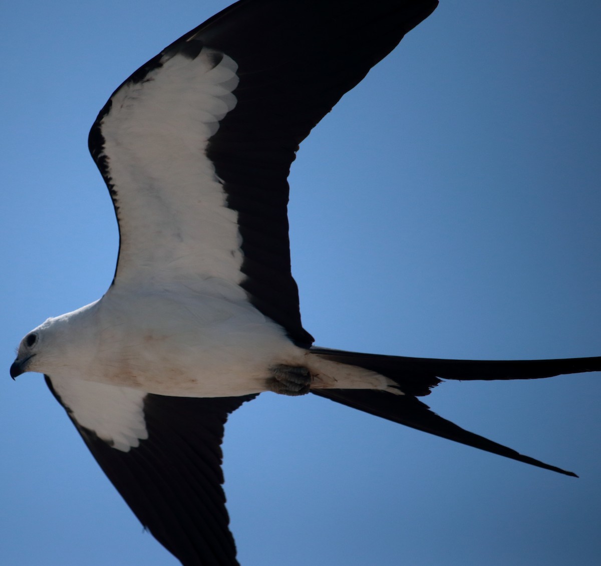 Swallow-tailed Kite - ML619637199