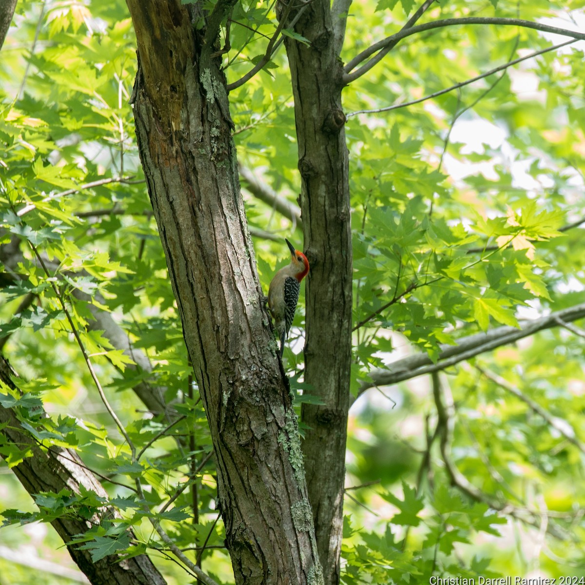 Red-bellied Woodpecker - ML619637200