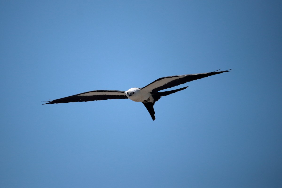 Swallow-tailed Kite - ML619637201