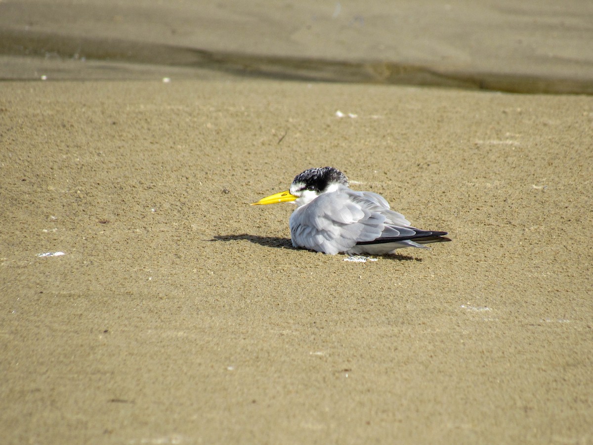 Yellow-billed Tern - ML619637291
