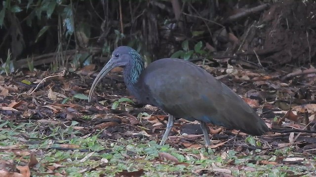 ibis zelený - ML619637302