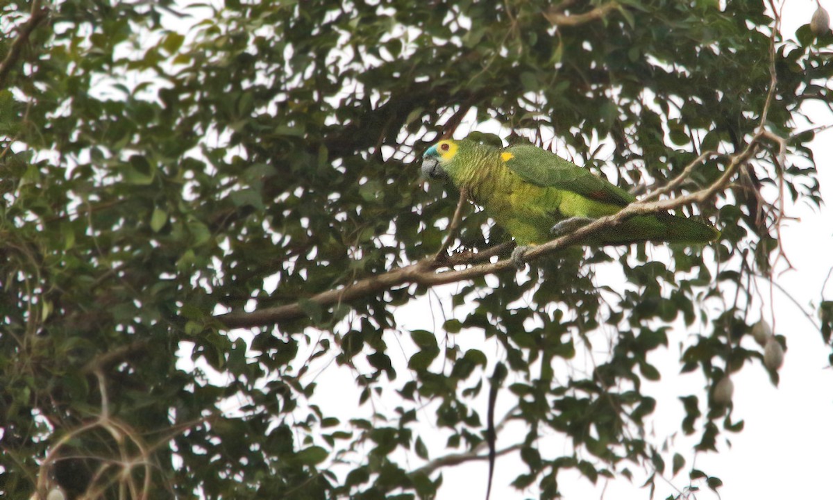 Turquoise-fronted Parrot - ML619637345