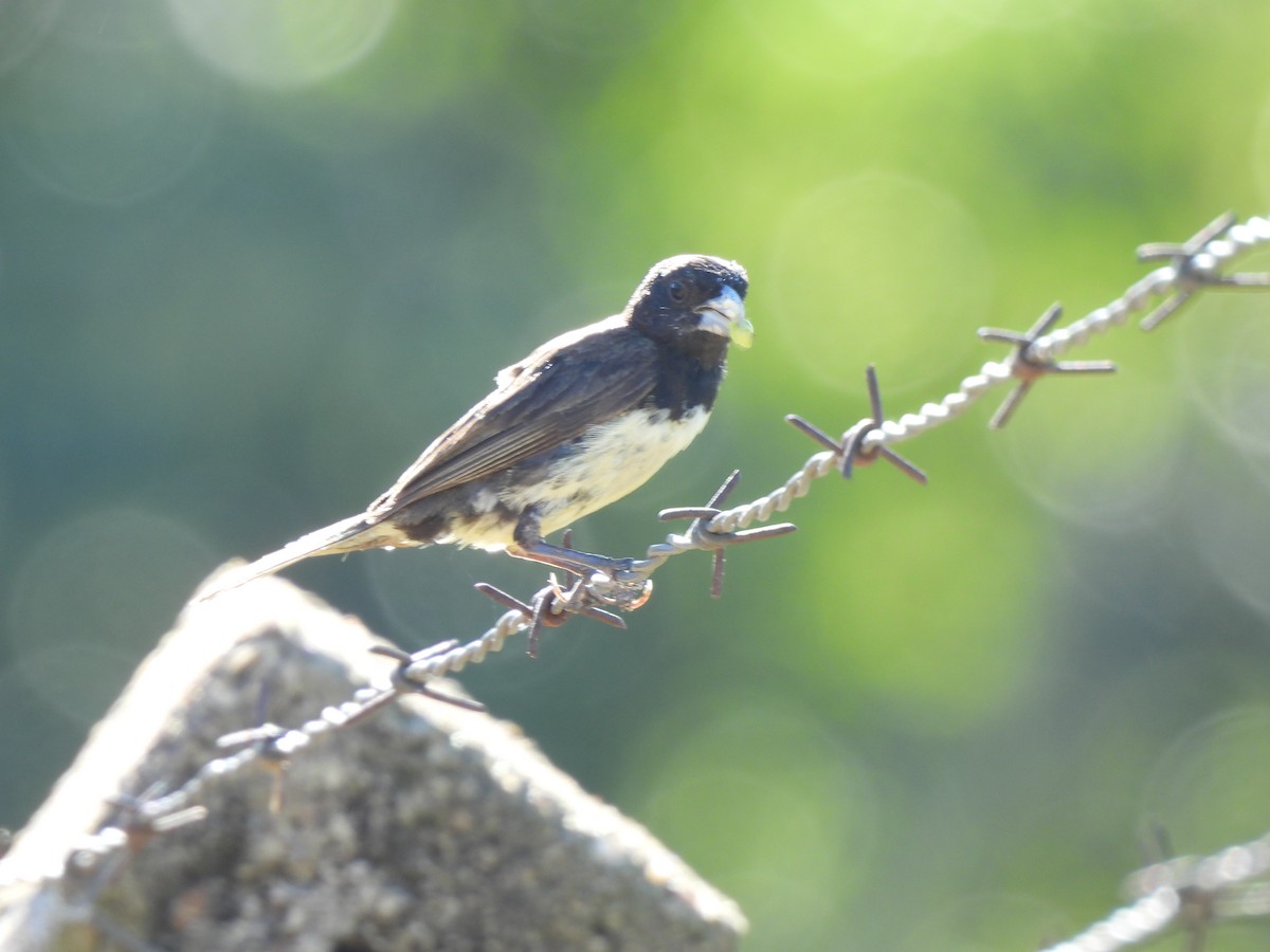 Yellow-bellied Seedeater - ML619637416