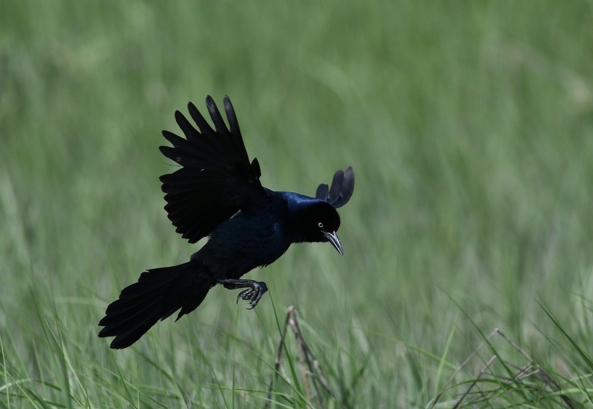 Boat-tailed Grackle - ML619637440