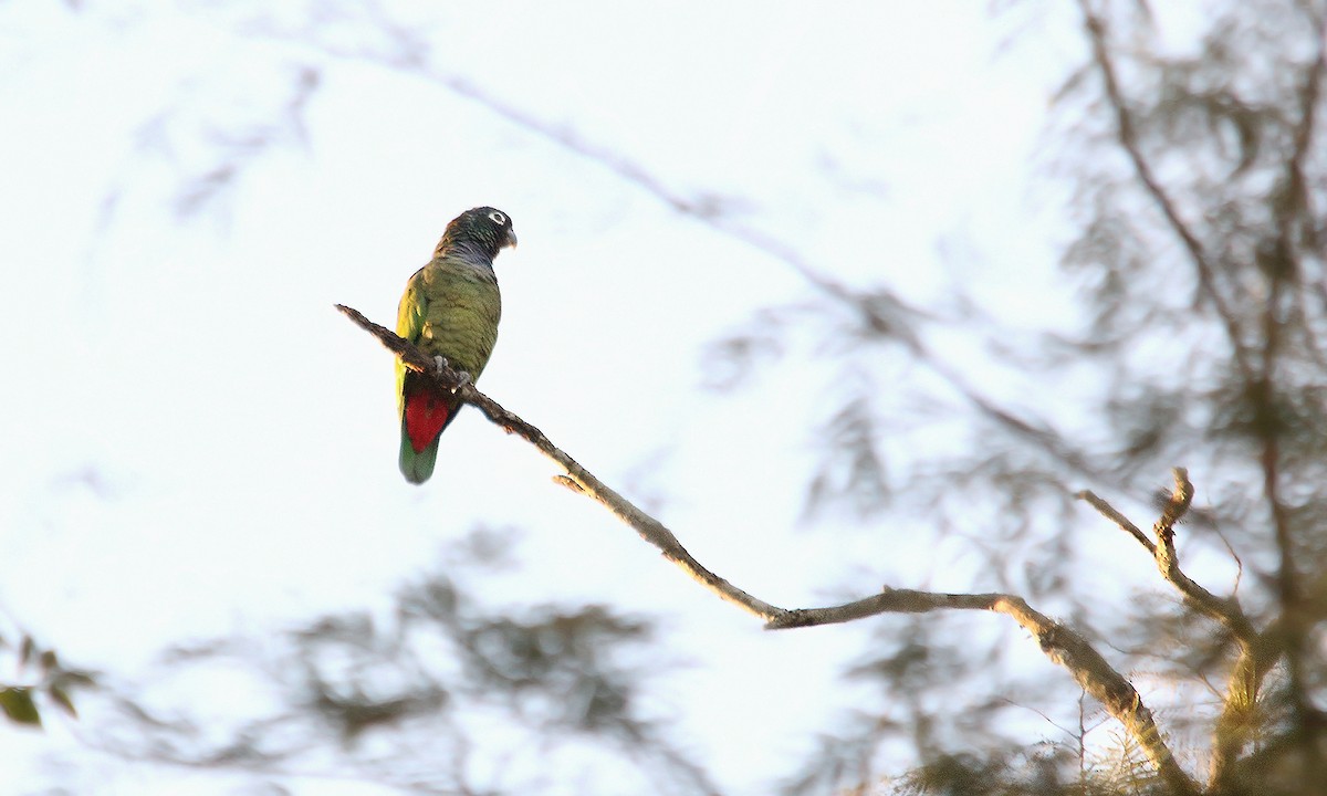 Папуга-червоногуз зеленощокий - ML619637521