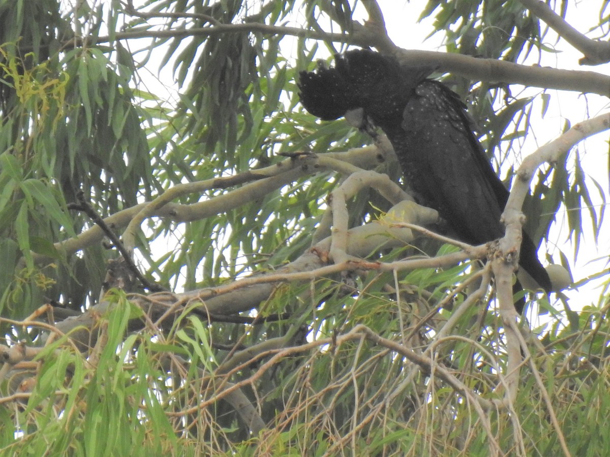 Red-tailed Black-Cockatoo - ML619637602