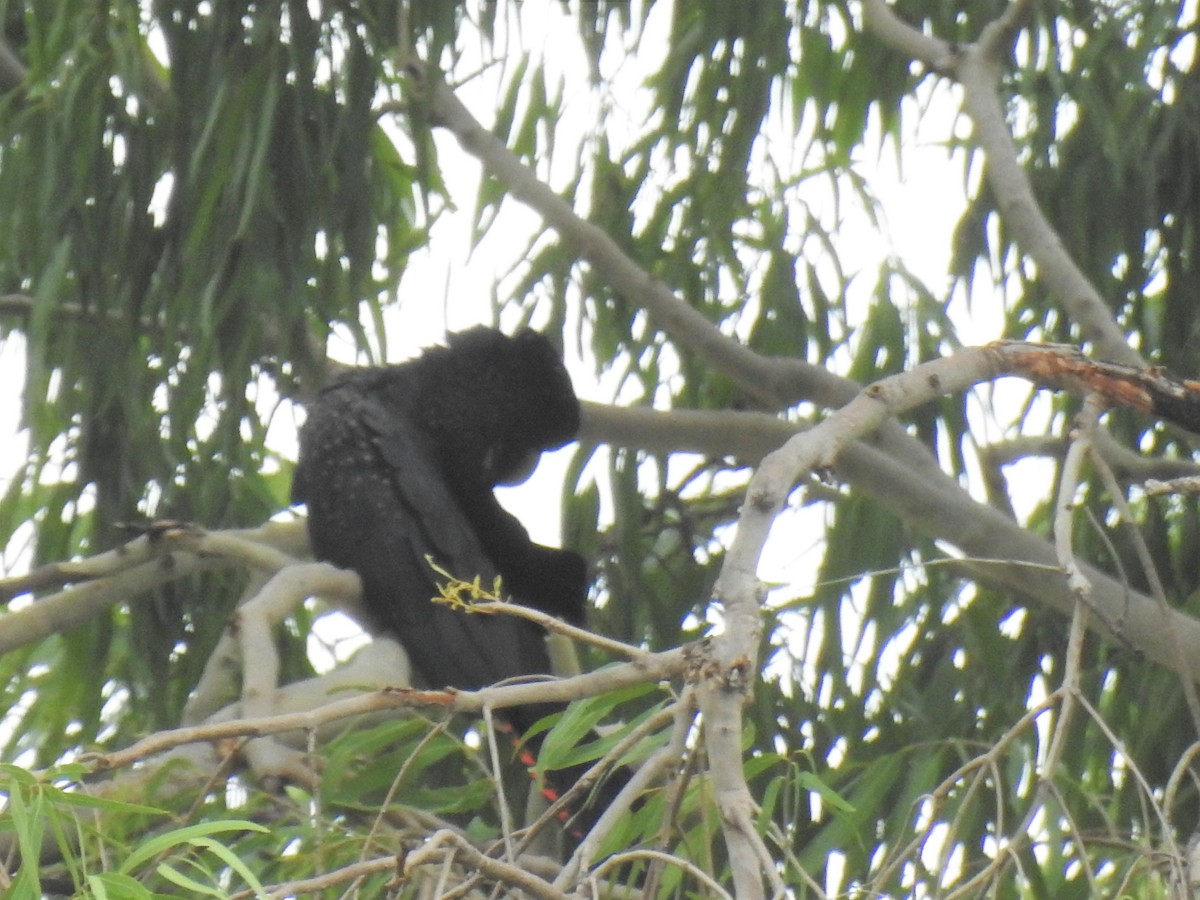 Red-tailed Black-Cockatoo - ML619637620