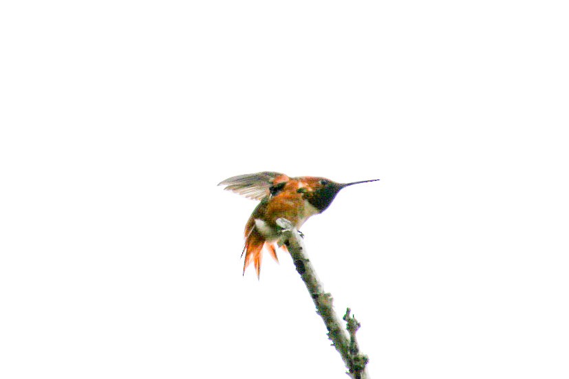 Allen's Hummingbird - ML619637720