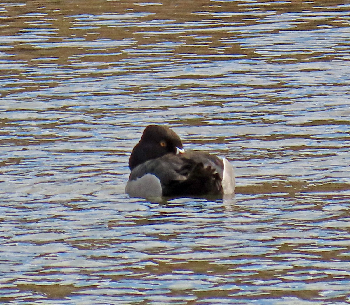 Ring-necked Duck - ML619637723