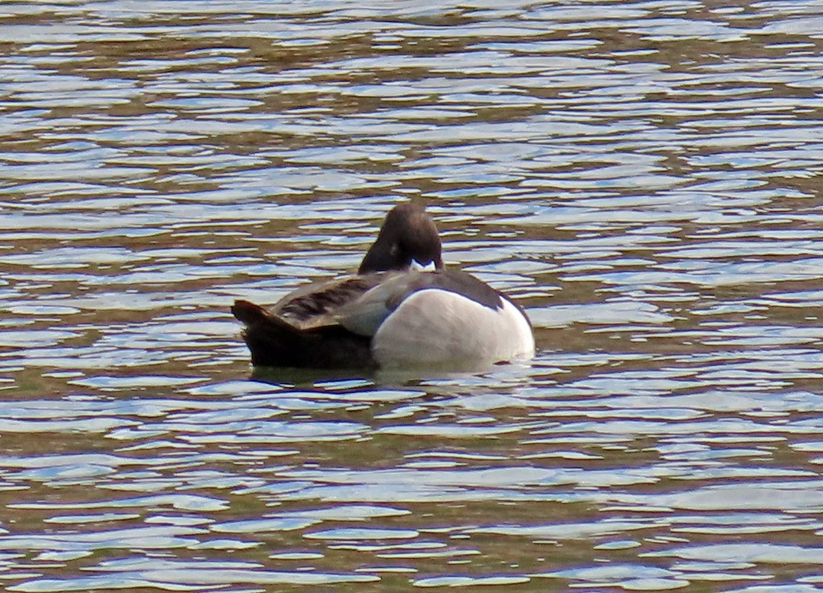 Ring-necked Duck - ML619637724