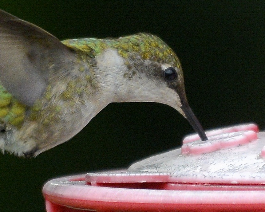 Ruby-throated Hummingbird - ML619637729