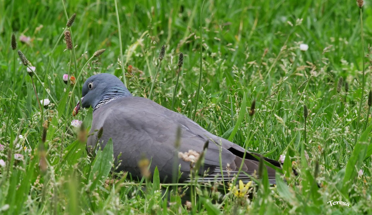 Common Wood-Pigeon - ML619637731