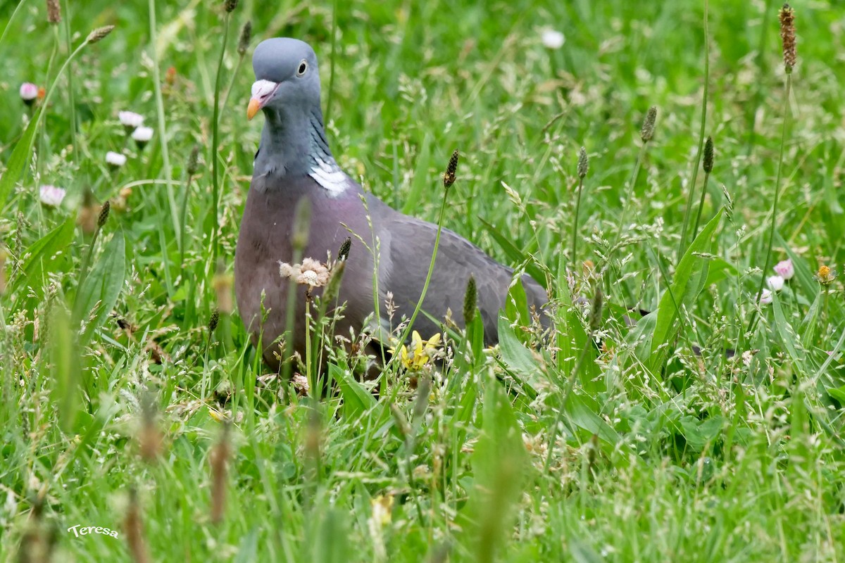 Common Wood-Pigeon - ML619637734