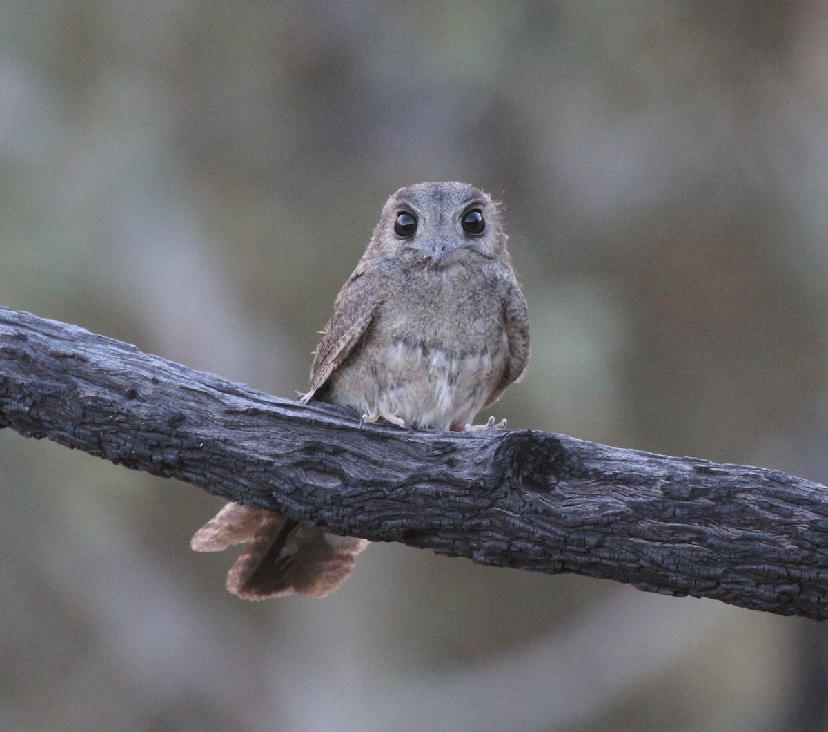 Australian Owlet-nightjar - James (Jim) Holmes