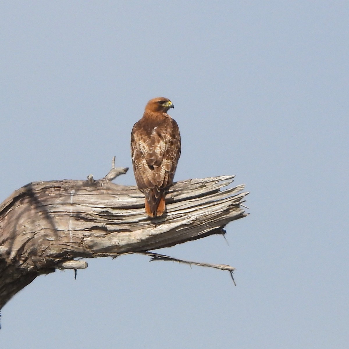Red-tailed Hawk - ML619637815