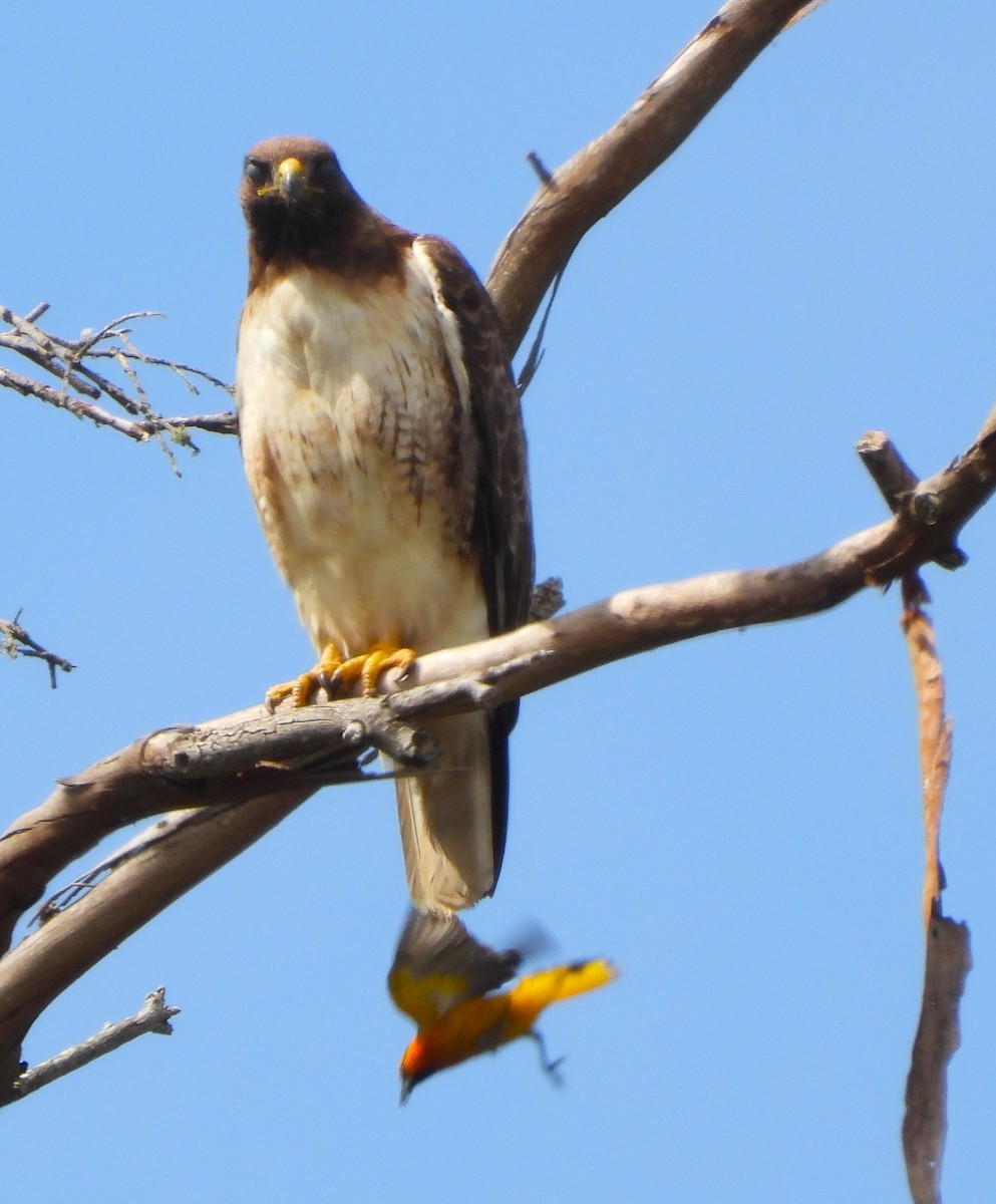 Red-tailed Hawk - ML619637816