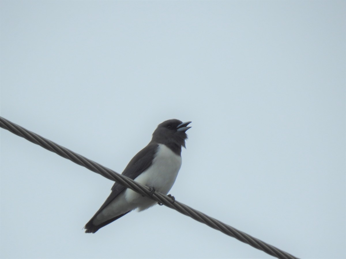 White-breasted Woodswallow - ML619637825