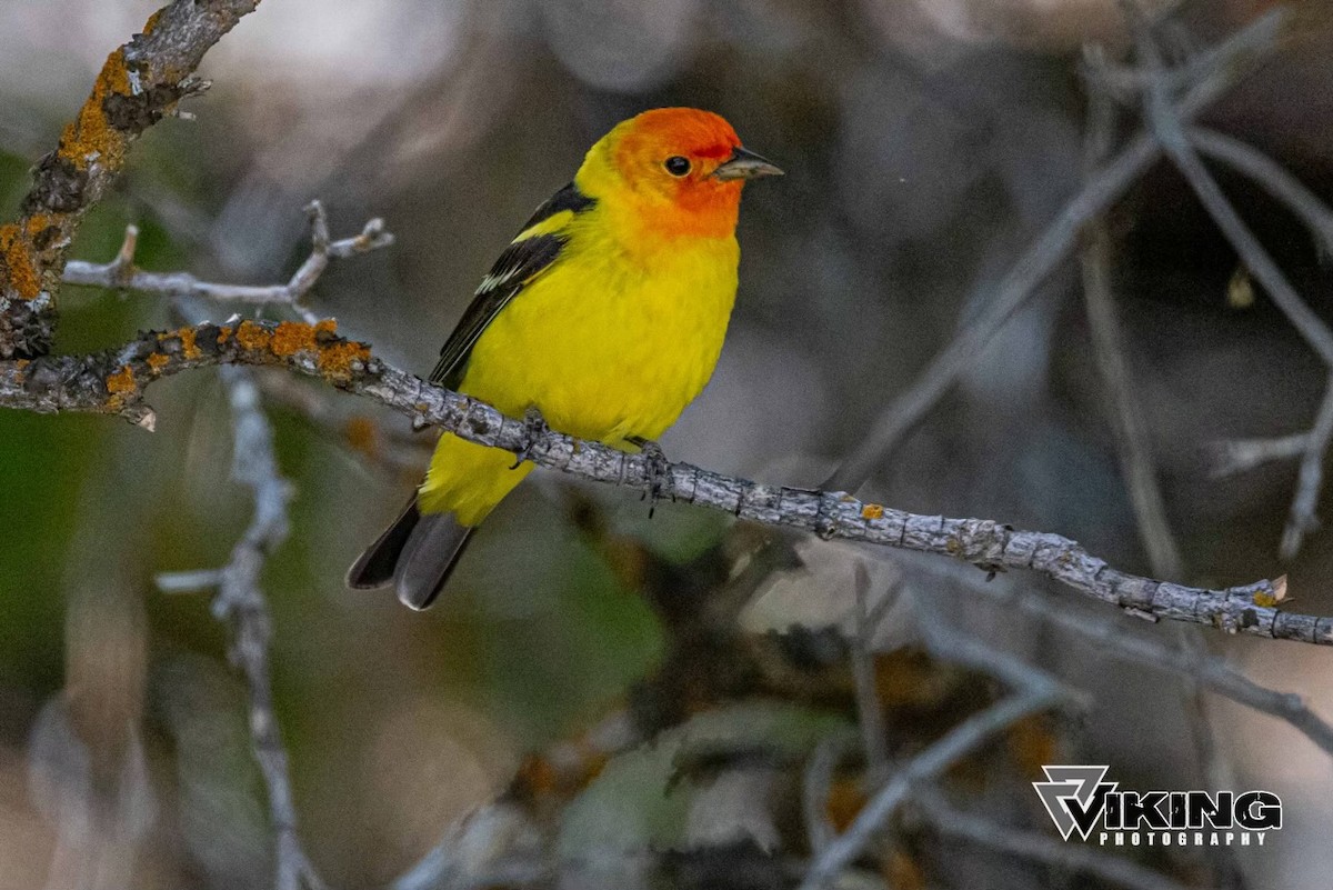 Western Tanager - ML619637844