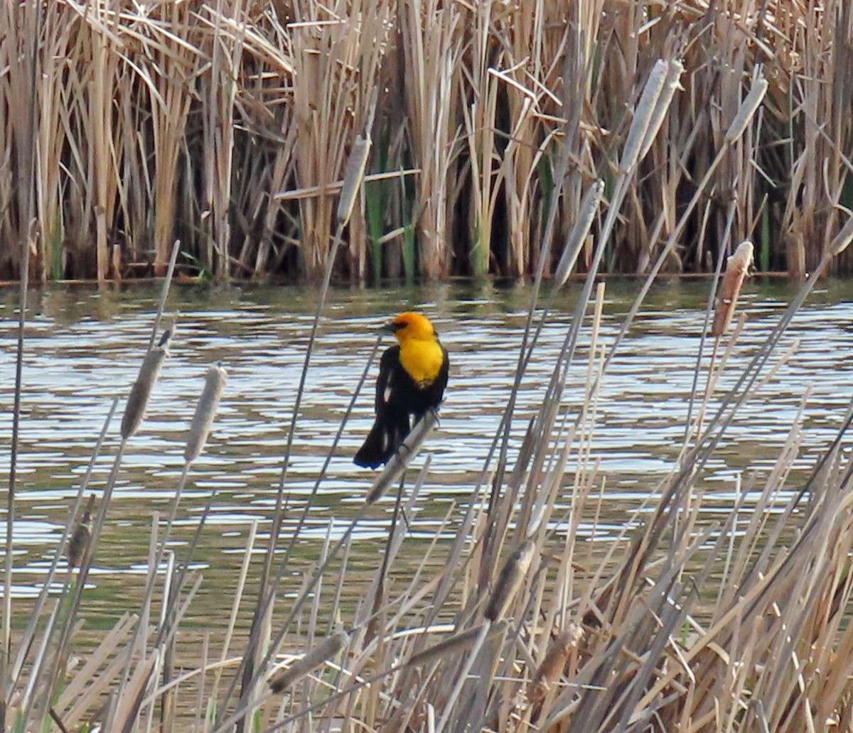 Yellow-headed Blackbird - ML619637866