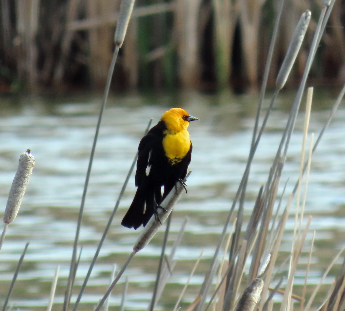 Yellow-headed Blackbird - ML619637867