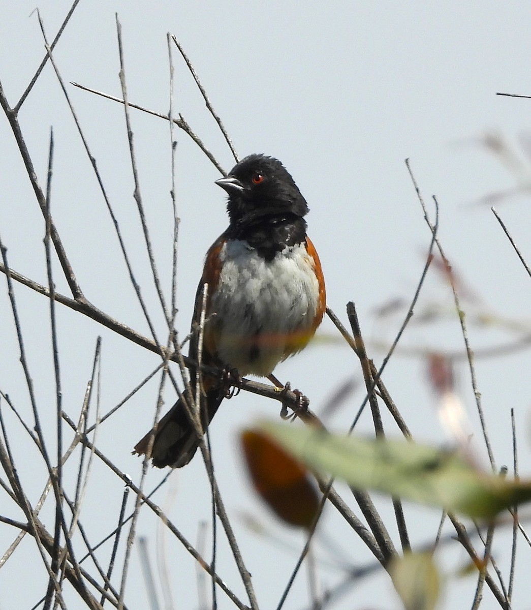 Spotted Towhee - ML619637892