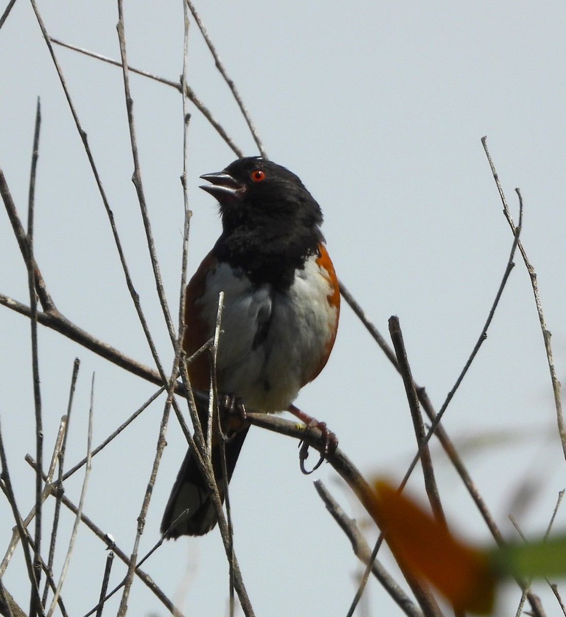 Spotted Towhee - ML619637893