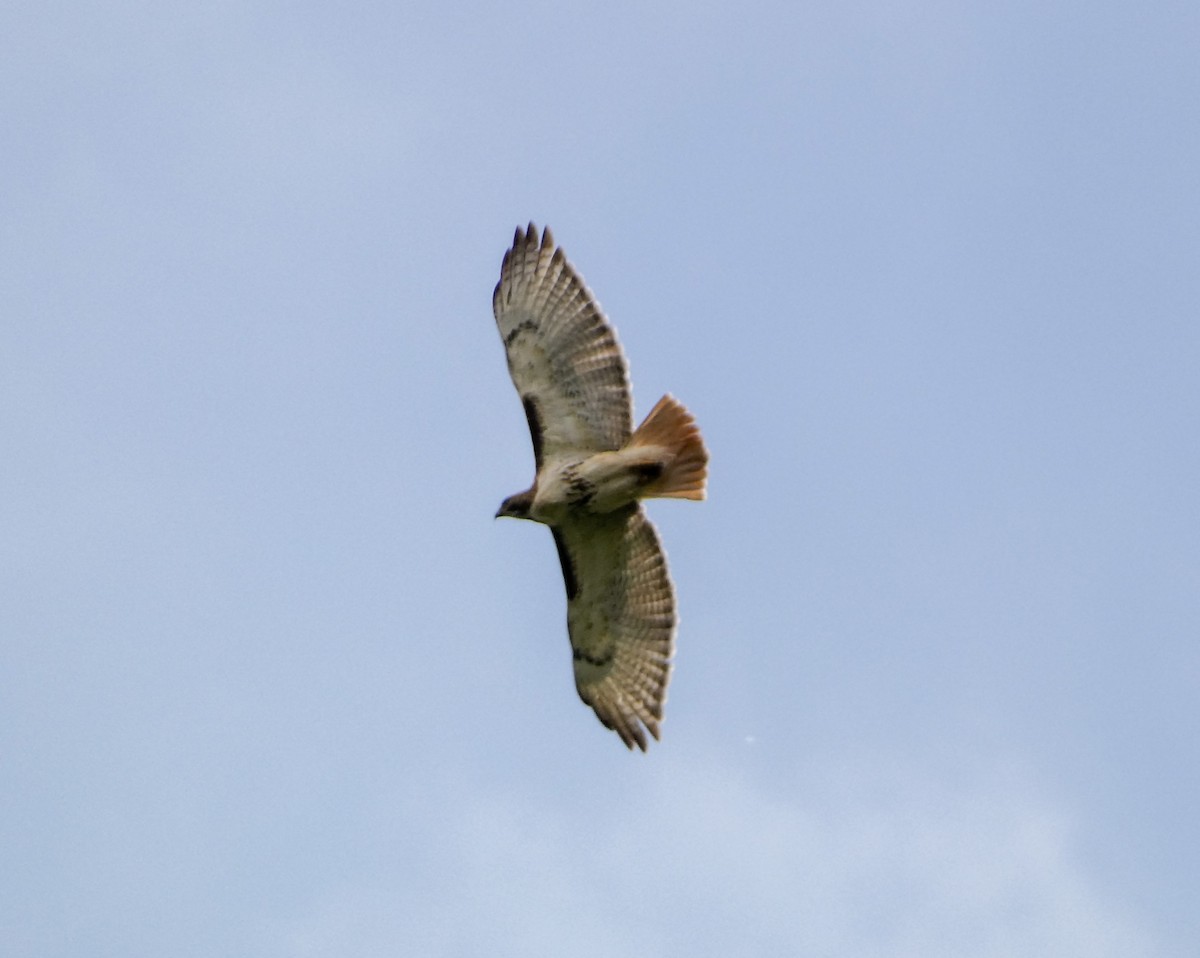 Red-tailed Hawk - ML619637919