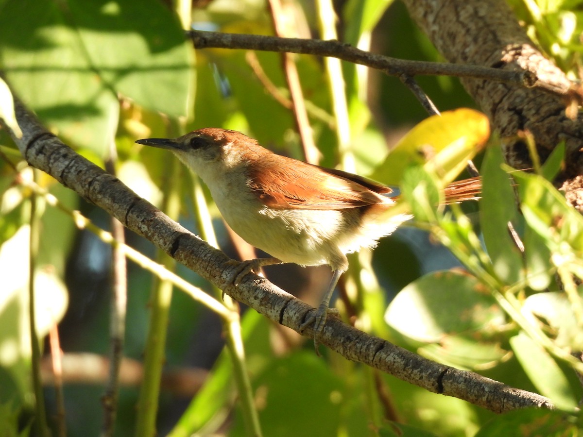 Yellow-chinned Spinetail - ML619637997