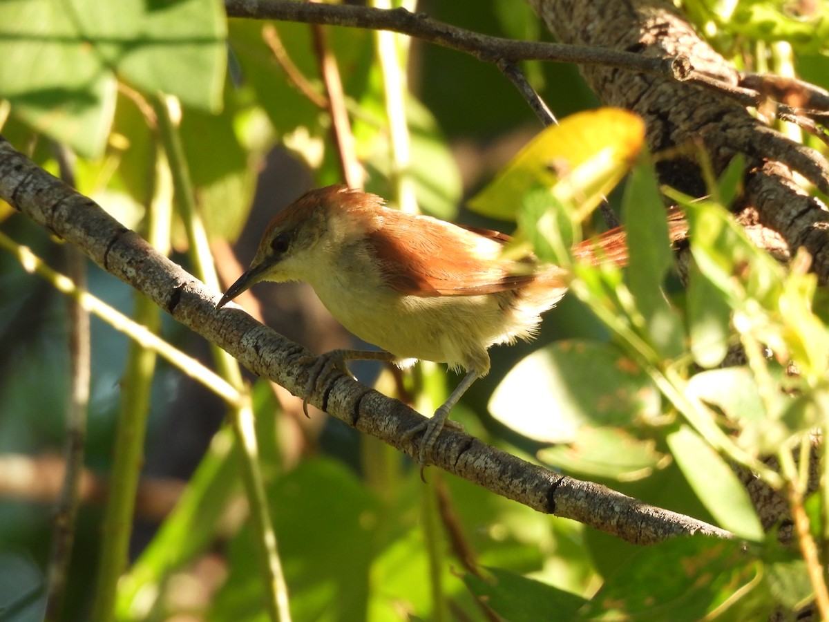 Yellow-chinned Spinetail - ML619637999
