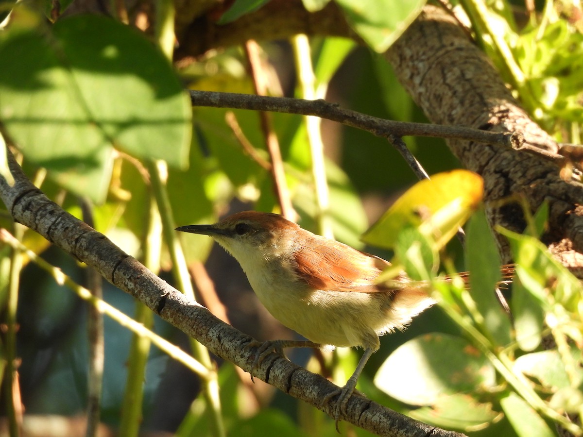 Yellow-chinned Spinetail - ML619638001