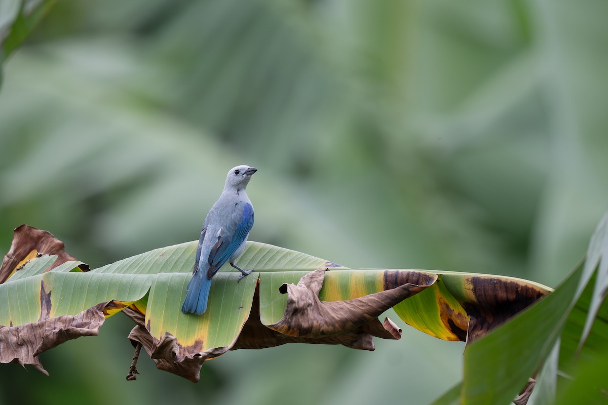 Blue-gray Tanager - ML619638006
