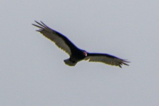 Turkey Vulture - ML619638112