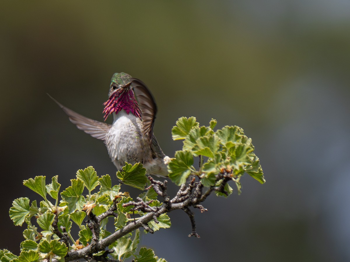 Calliope Hummingbird - ML619638180