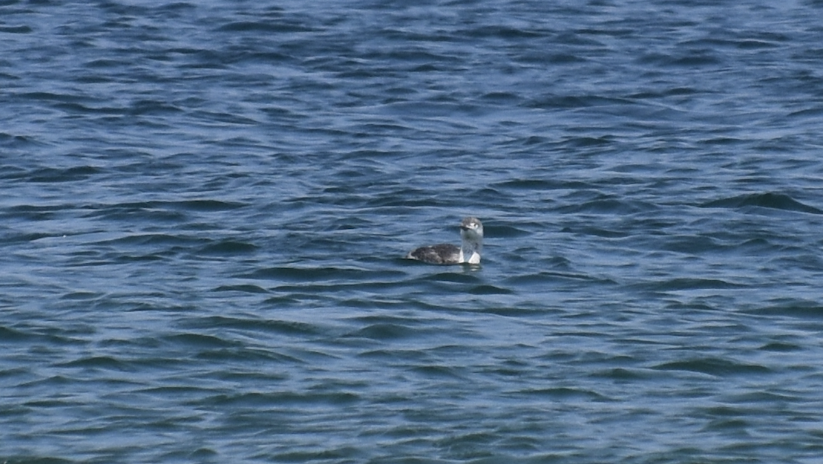 Red-throated Loon - ML619638271
