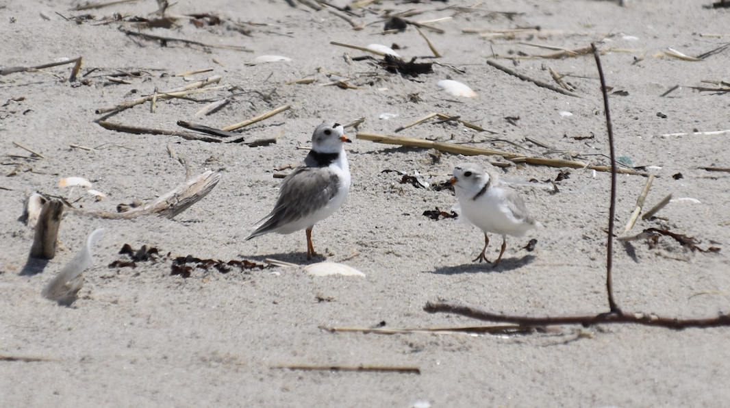 Piping Plover - ML619638283