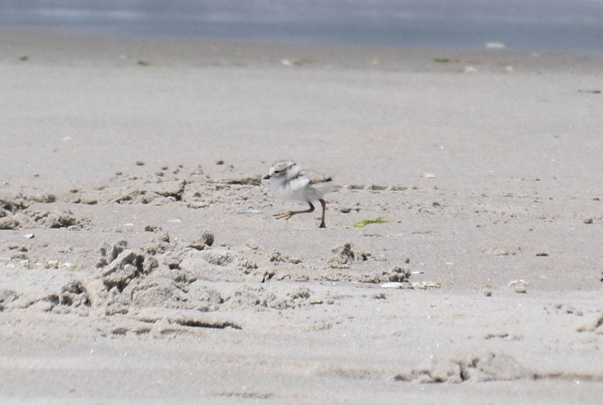 Piping Plover - ML619638284