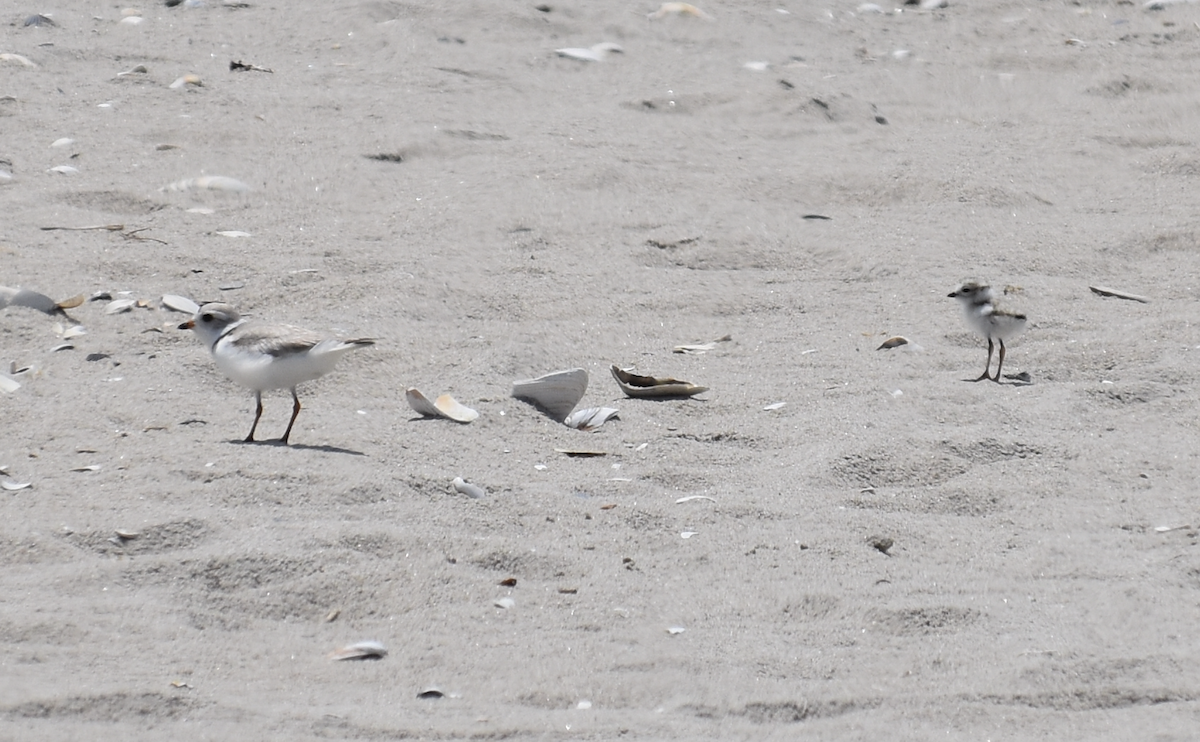 Piping Plover - ML619638285
