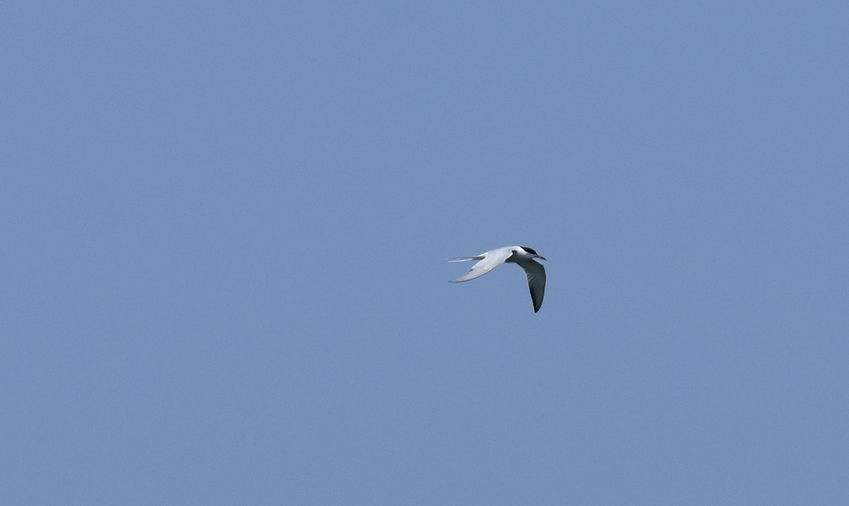 Common Tern - ML619638296