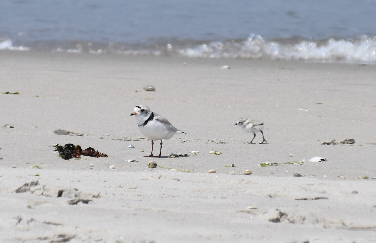 Piping Plover - ML619638312