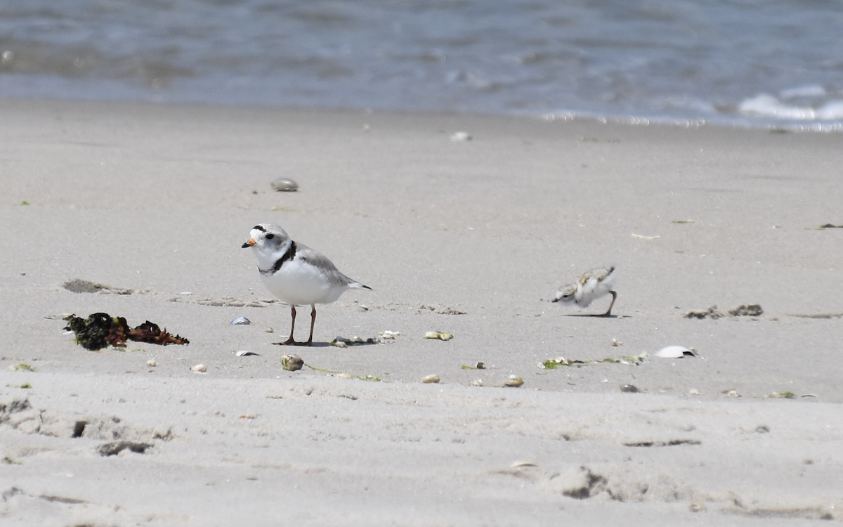 Piping Plover - ML619638314