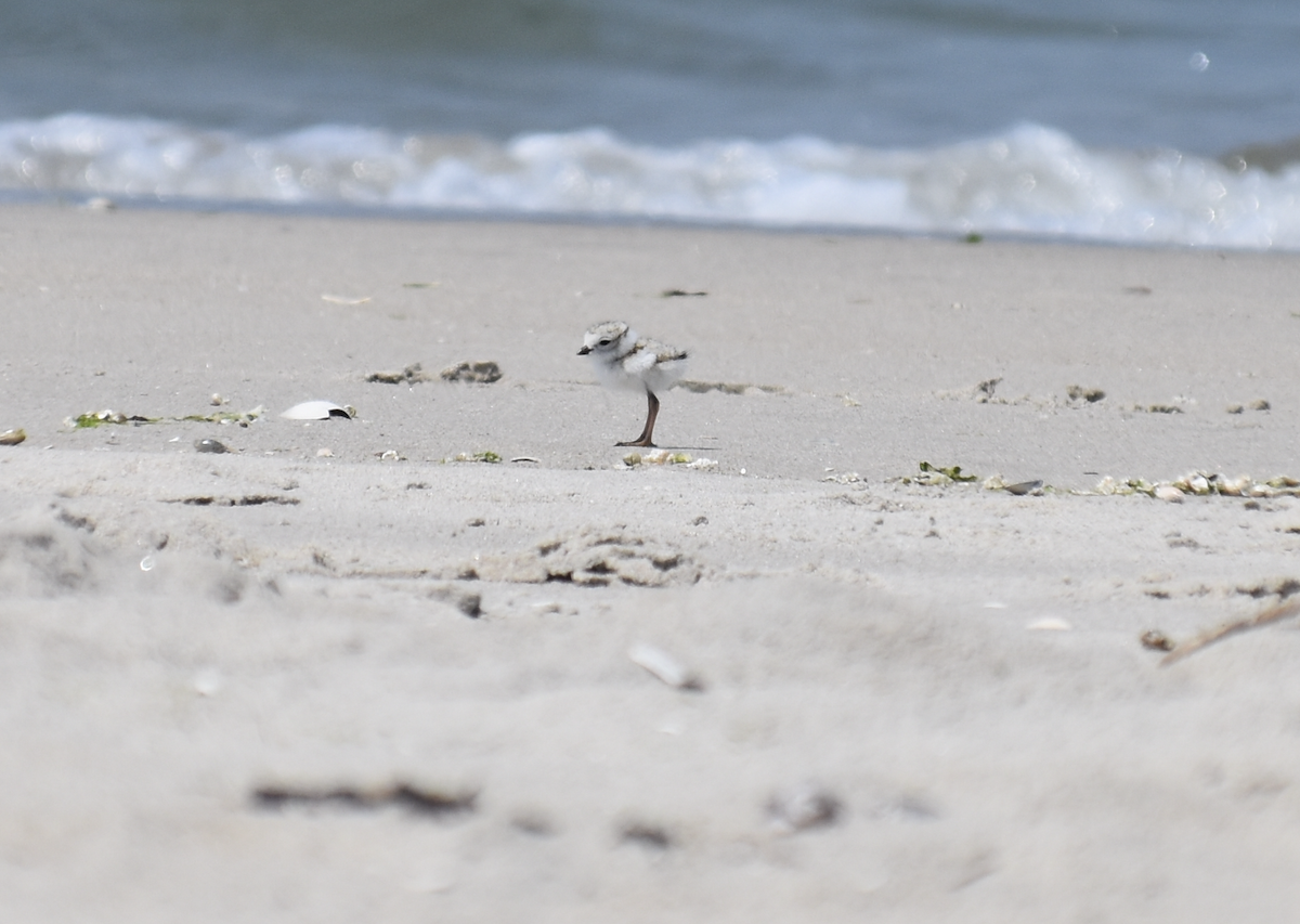 Piping Plover - ML619638315