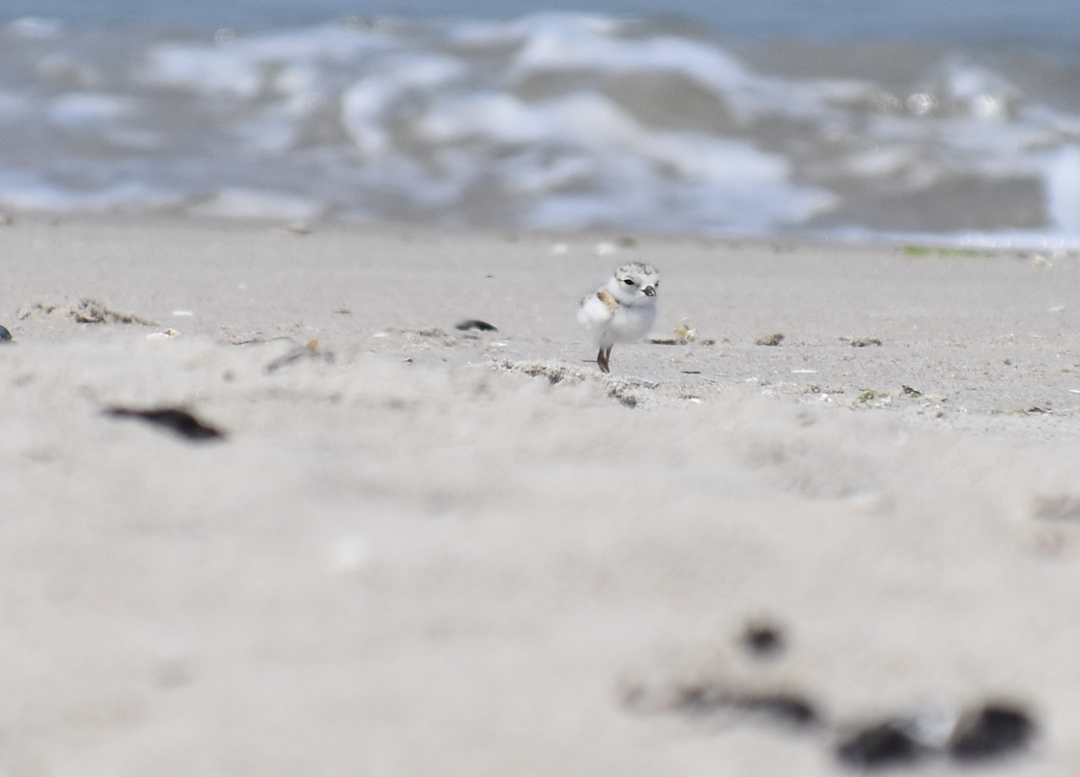 Piping Plover - ML619638316