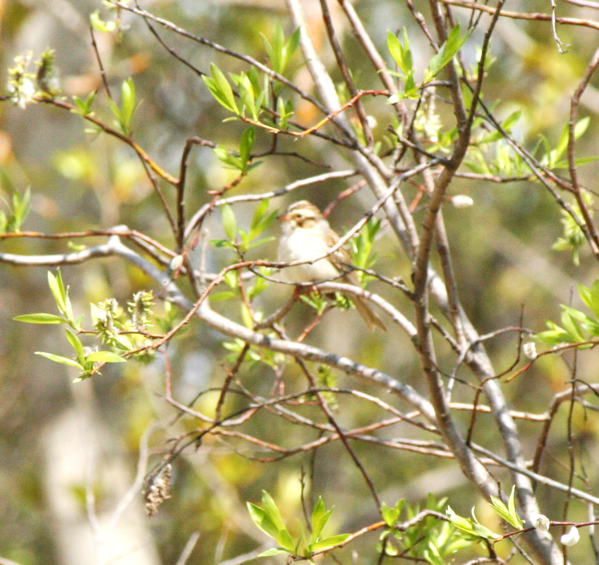Clay-colored Sparrow - ML619638354