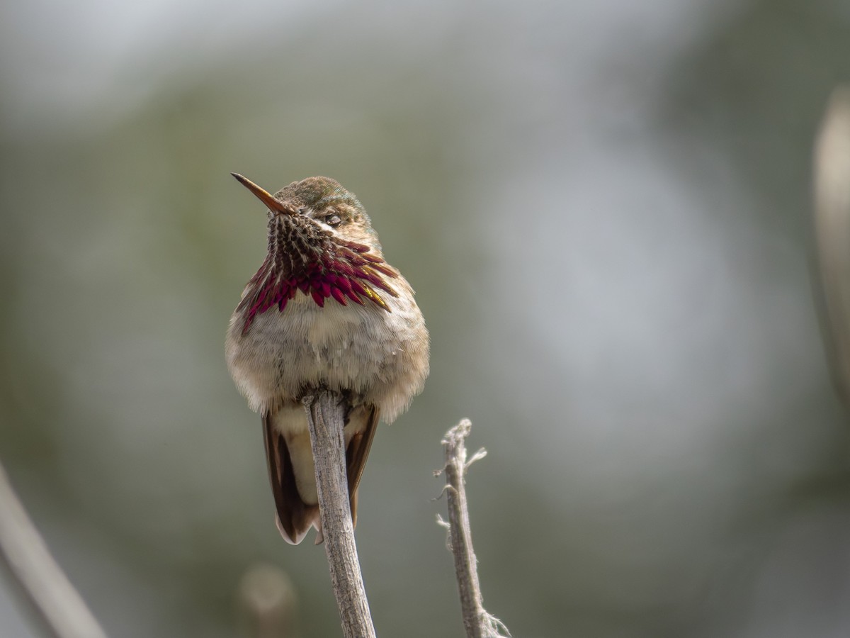 Calliope Hummingbird - ML619638371