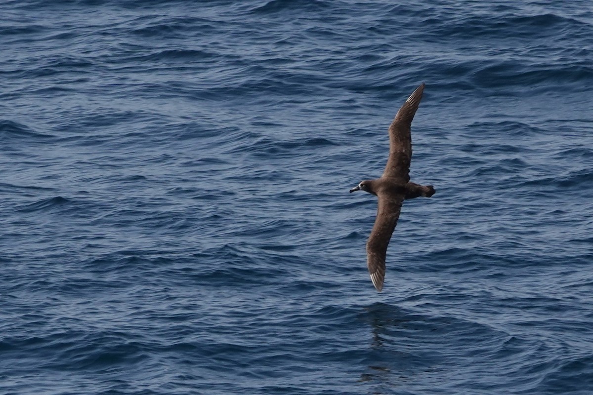 Albatros à pieds noirs - ML619638396