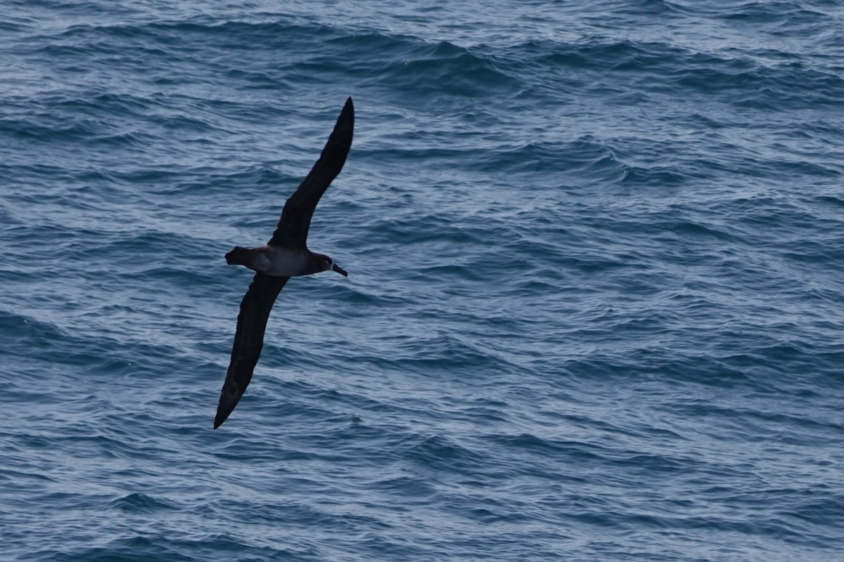 Albatros à pieds noirs - ML619638397
