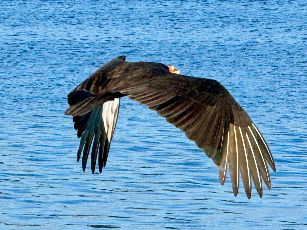 Lesser Yellow-headed Vulture - ML619638401