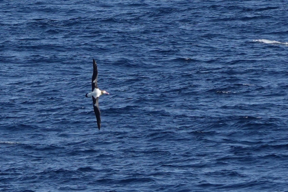 albatros bělohřbetý - ML619638457